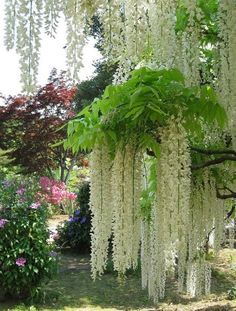 some very pretty white flowers and plants in the grass