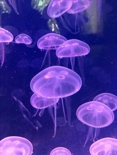 purple jellyfish swimming in an aquarium tank