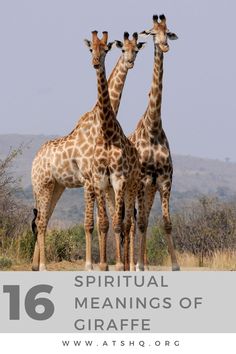 three giraffes standing next to each other with the words spirital meanings of giraffe