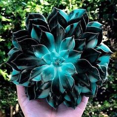 a hand holding a large green flower in front of some trees and bushes with leaves on it