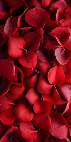 red flowers are arranged in the shape of petals