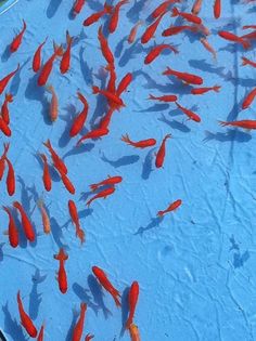 many red fish are swimming in the blue water and there is no image here to provide a caption for