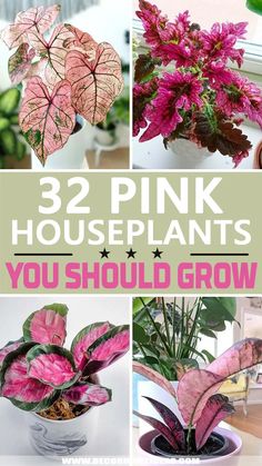 pink houseplants that you should grow in