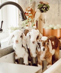 three goats are standing in the kitchen sink and one is looking up at the camera