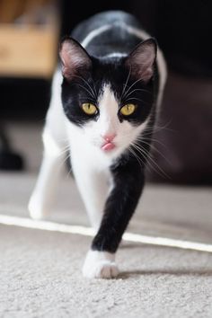 a black and white cat with yellow eyes walking on the floor next to a couch