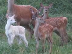 a group of deer standing next to each other on a lush green field with tall grass