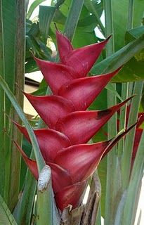 the red flower is blooming on the plant in the garden, and it looks like something from another planet