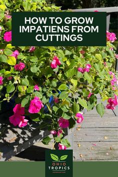 pink flowers growing in a pot with the title how to grow impatiens from cuttings