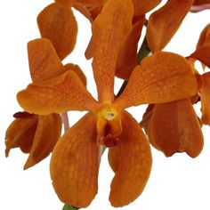 an orange flower with green stems on a white background