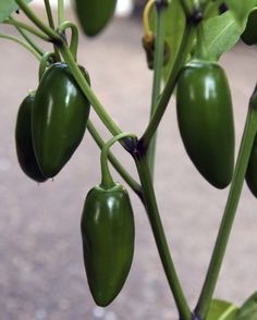 green peppers growing on a plant with leaves