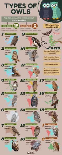 an info sheet with different types of owls in the world and numbers on each side