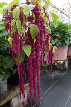 purple flowers hanging from the side of a building