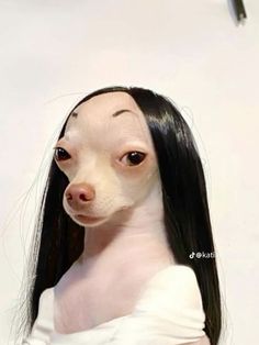 a dog with long black hair wearing a white dress