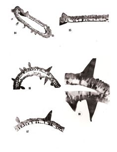 four different types of teeth are shown in black and white, including one that is shaped like a shark