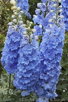 blue flowers are blooming in the garden