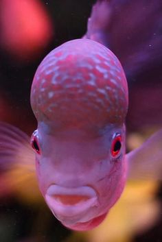 a close up of a fish in an aquarium with red eyes and black spots on it's face