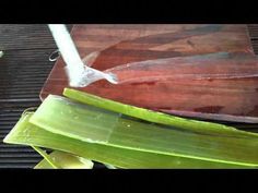 You want to learn how to store the aloe vera, but you don’t know where to start. Don’t worry. This post will give you complete guidance on carrying out this process for the best result. Essential Oil For Sunburn, Beauty Tips With Honey, Brown Tips, Aloe Vera For Skin, Aloe Vera Drink, Fresh Aloe Vera, Aloe Gel, Aloe Vera Plant