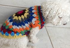 a small white dog wearing a multicolored crocheted sweater on the floor