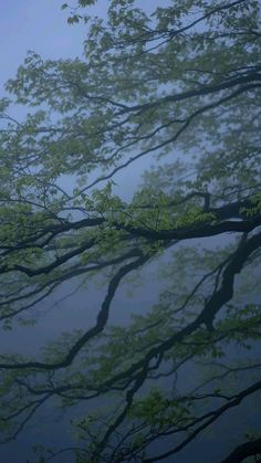 an image of tree branches in the foggy day sky with no one on it