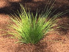 the grass is growing out of the mulch