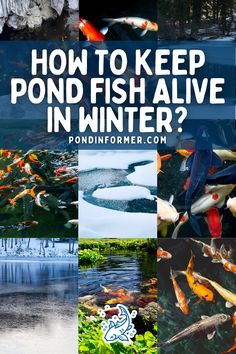 Article about keeping pond fish alive during winter, covering essential methods for maintaining a healthy pond environment.

Winter pond fish care, Pond fish survival tips, Winter pond maintenance, Pond heating methods