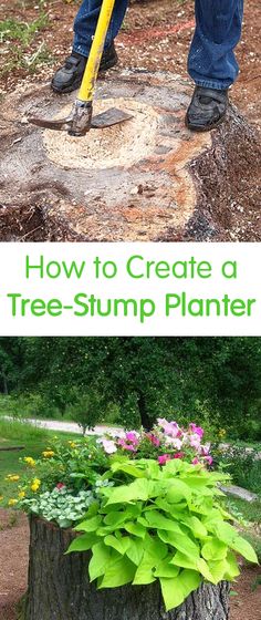 a man is using a tree stump as a planter