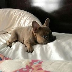 a small dog laying on top of a bed