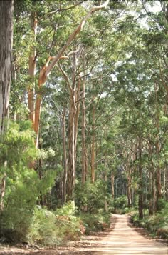 a dirt road surrounded by trees and bushes