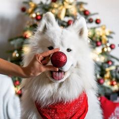 a white dog wearing a red dress and holding a christmas ornament in it's mouth