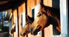 two horses are looking out the window of their stall