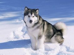 a husky dog sitting in the snow looking at the camera with an intense look on his face