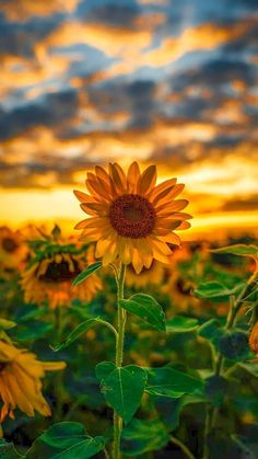 a sunflower in the middle of a field at sunset