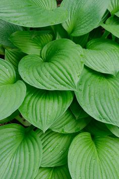 green leaves with drops of water on them