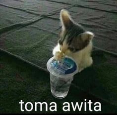 a small kitten drinking water from a plastic cup