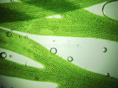 water drops on green plants leaves and stems close up stock images, photoshopped to look like they are floating in the air