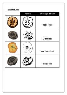 an animal's life cycle worksheet with pictures and words to help students learn how