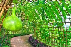 a garden with lots of green plants growing on the walls and around it is a walkway