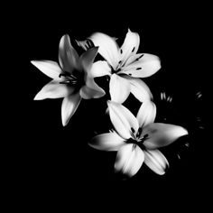 black and white photograph of flowers in the dark