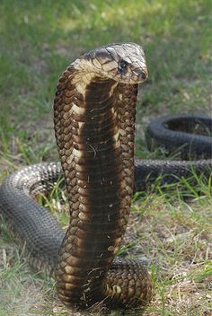 a large brown snake with its mouth open and it's head in the air