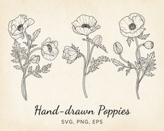 three hand drawn poppys are shown in black and white