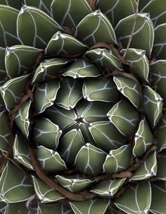 the top view of a large green plant with white stripes on it's petals