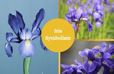 Collage of iris flowers. Iris Symbol, Flowers Iris, Purple Petals, Bluish Purple, White Accents, Orange Brown, Pink Orange