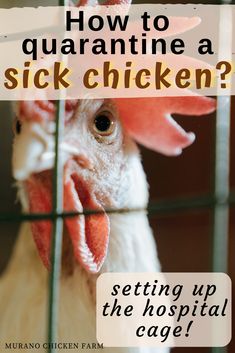 Chicken Sickness, Chicken Checklist, Keeping Chickens Cool, Chicks For Beginners, Sick Chicken, Raising Baby Chicks, Heritage Chickens, Chickens For Beginners, Chicken Flock