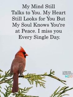 a cardinal sitting on top of a tree branch with a poem written in the background