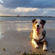 a dog is sitting on the beach with his tongue out