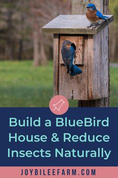 a bird house with two blue birds on it and the words build a bluebird house & reduce insects naturally