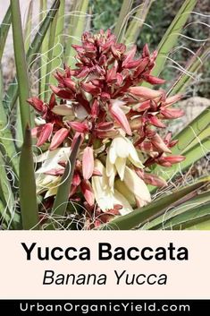 a close up of a plant with flowers in the background and text overlay that reads, yucca bacca banana yuca