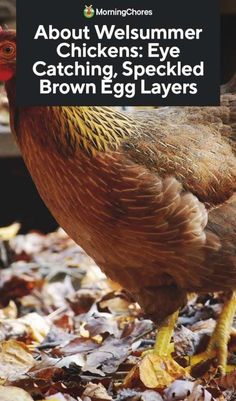 a close up of a chicken on leaves with the words about welsummer chickens eye catching speckled brown egg layers