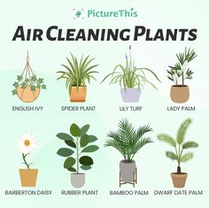 Lily Turf, Air Cleaning Plants, Plant Care Guide, Plant Care Houseplant, Plant Parent, Rubber Plant, Inside Plants, Growing Plants Indoors, Tropical Oasis