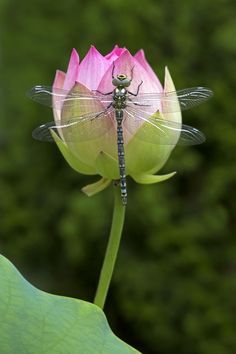 a dragonfly sitting on top of a pink flower